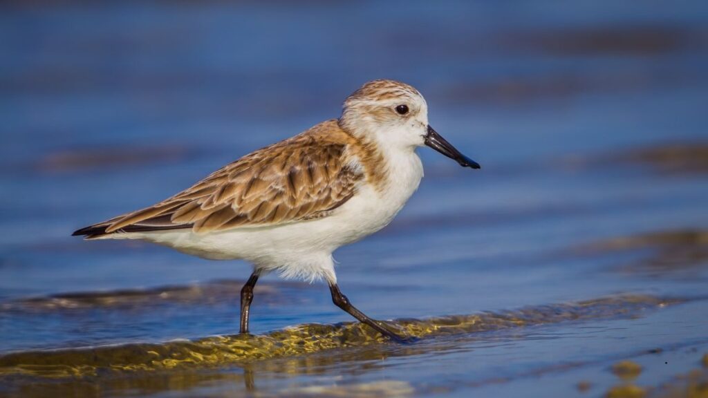 Spoon-Billed Sandpiper