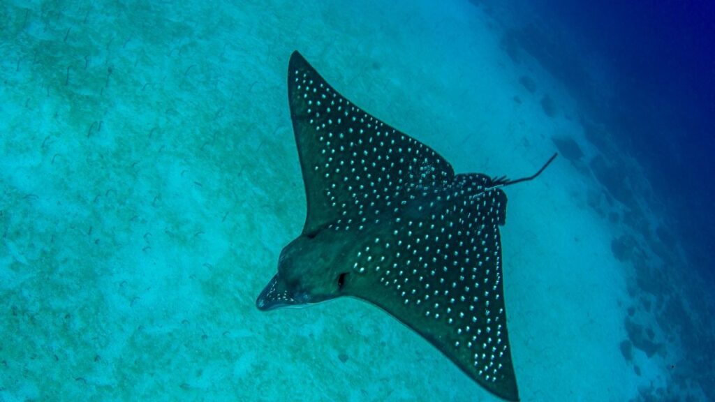 Spotted Eagle Ray