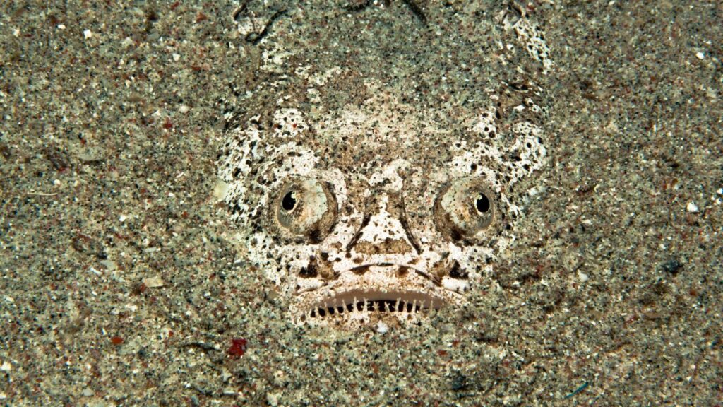 Stargazer Fish
