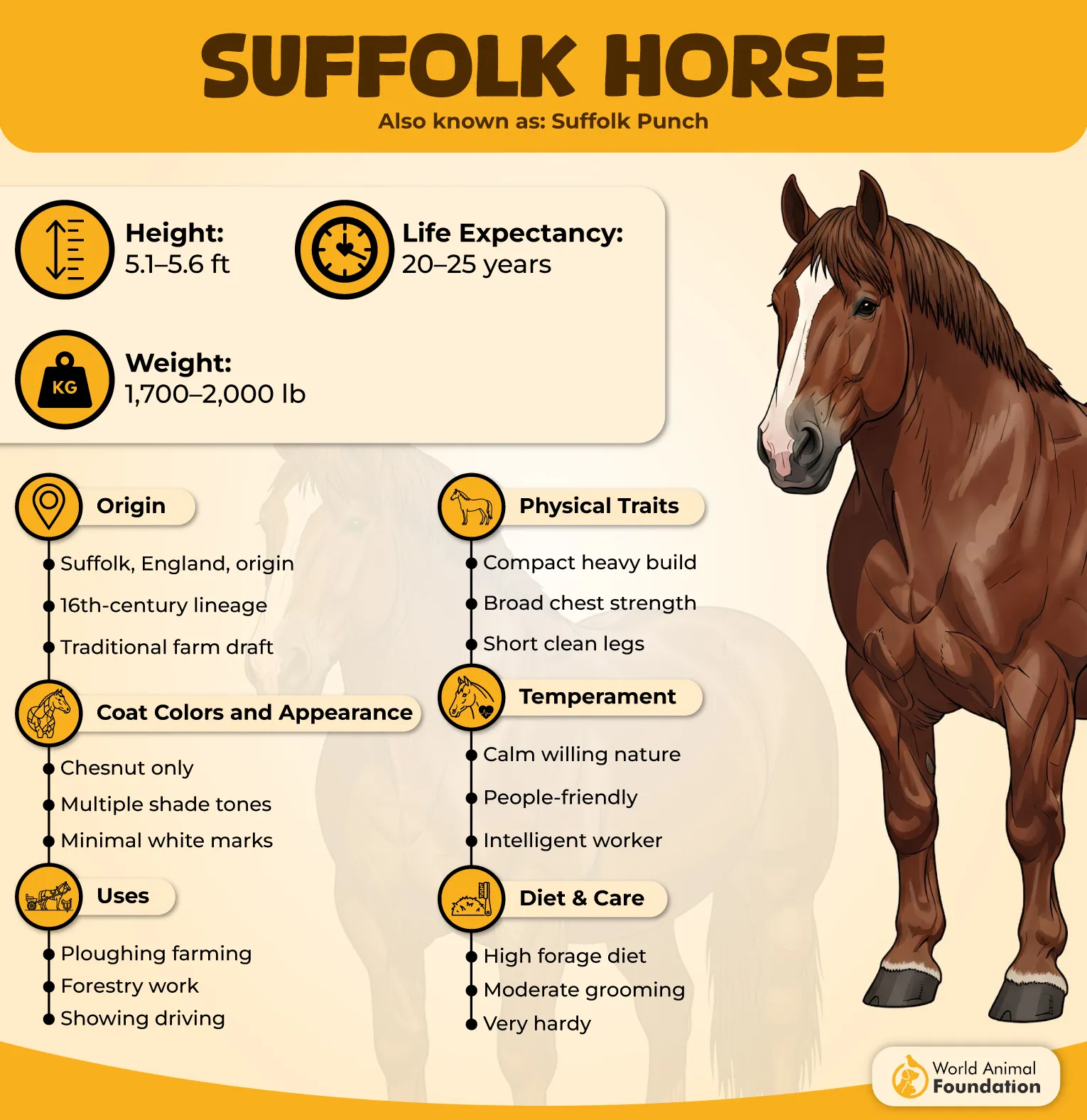 Suffolk Punch Profile