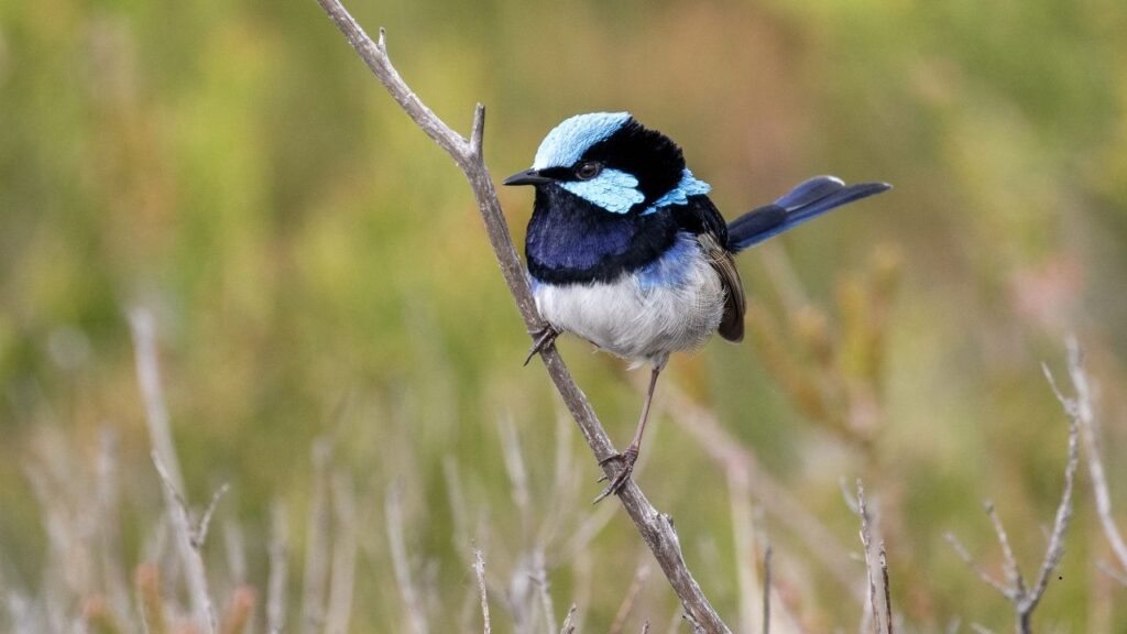 Superb Fairy-wren