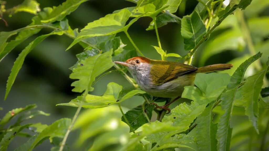Tailorbird