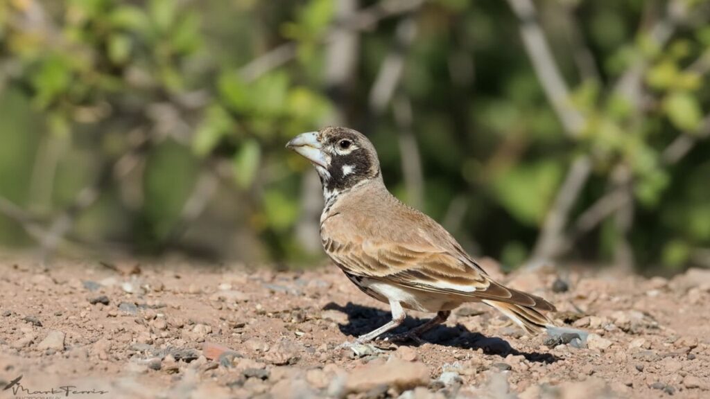 Thick-billed Lark