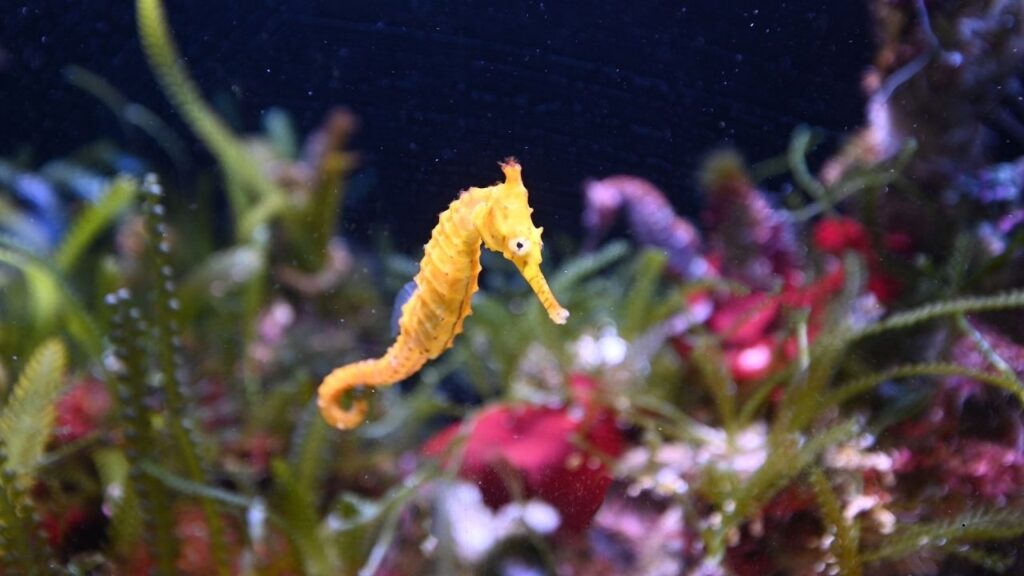 Tiger-Tail Seahorse