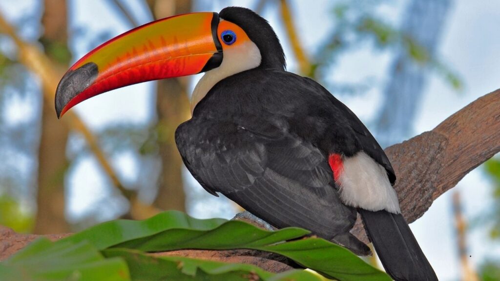 Toco Toucan