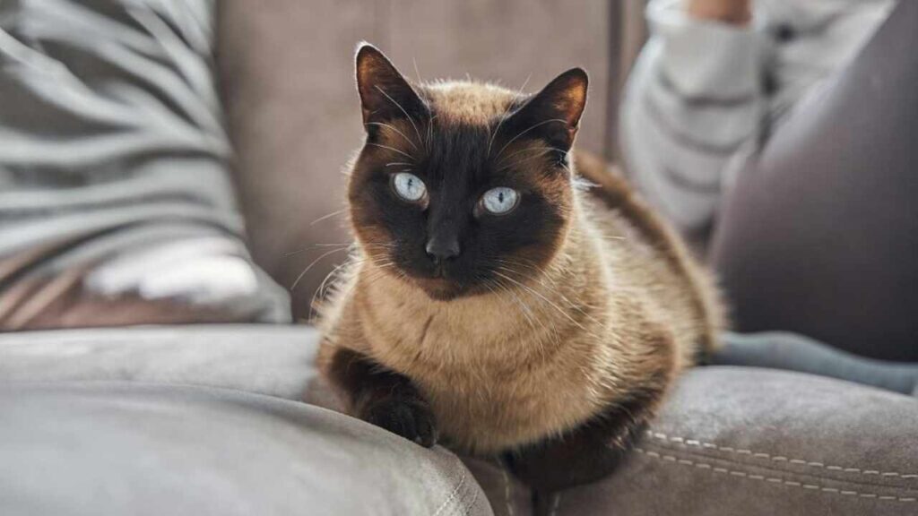 Tonkinese