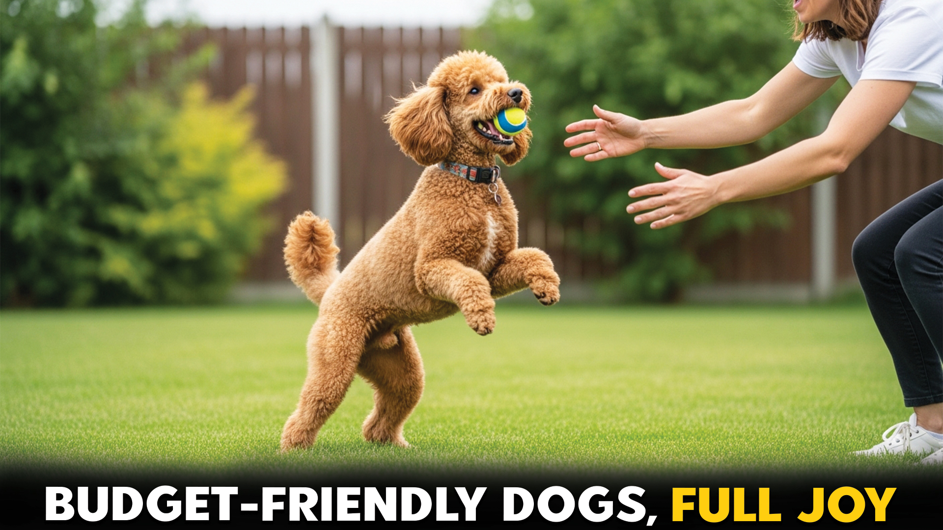 Top 10 Budget-Friendly Dog Breeds: A Complete Guide