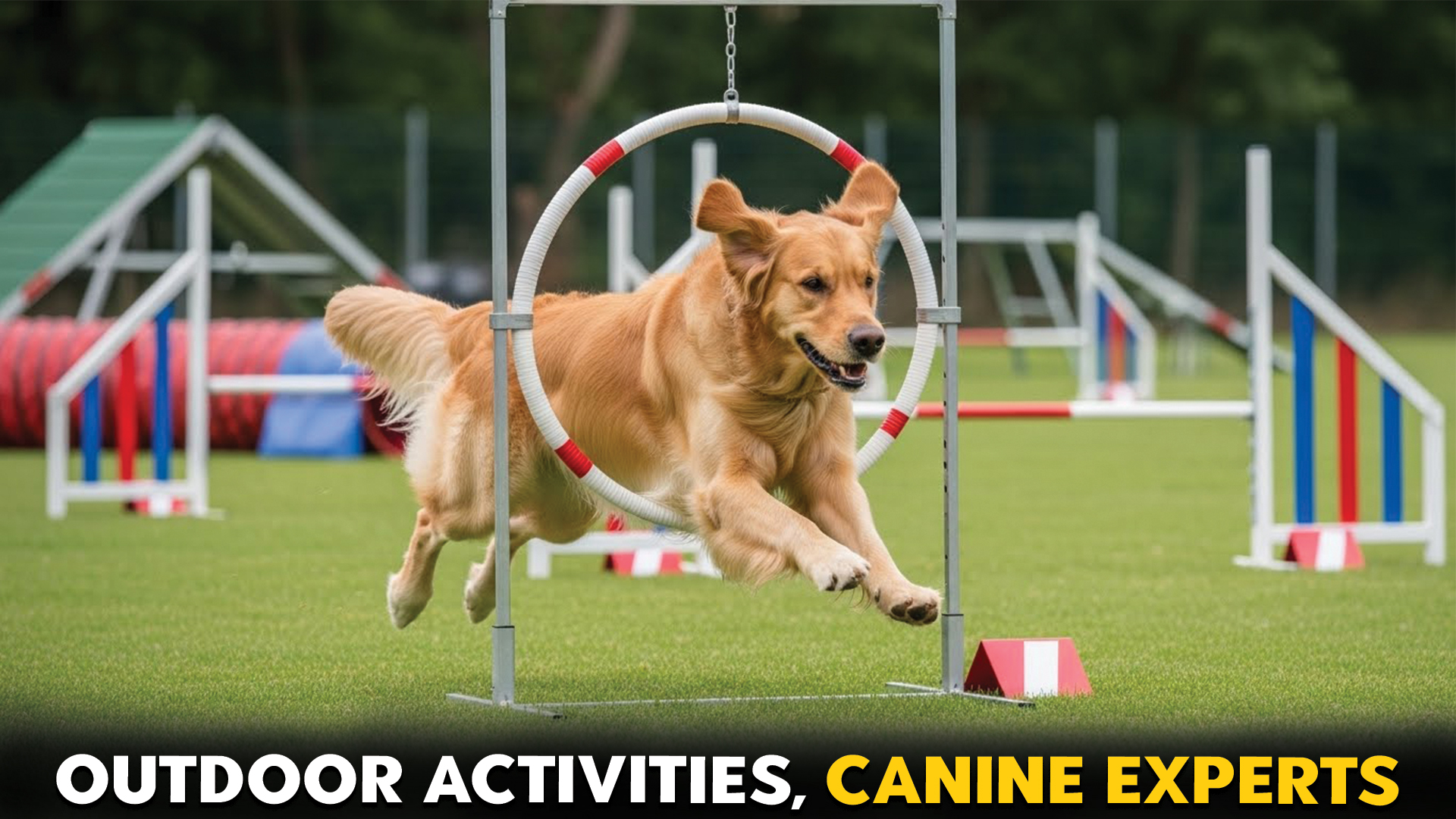 Top 10 Dog Breeds That Excel in Outdoor Activities