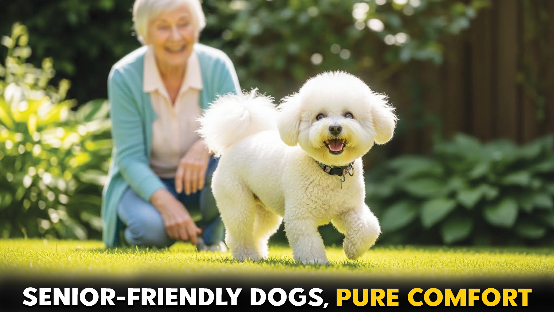 Dog Breeds Providing Joy And Relaxation for Seniors