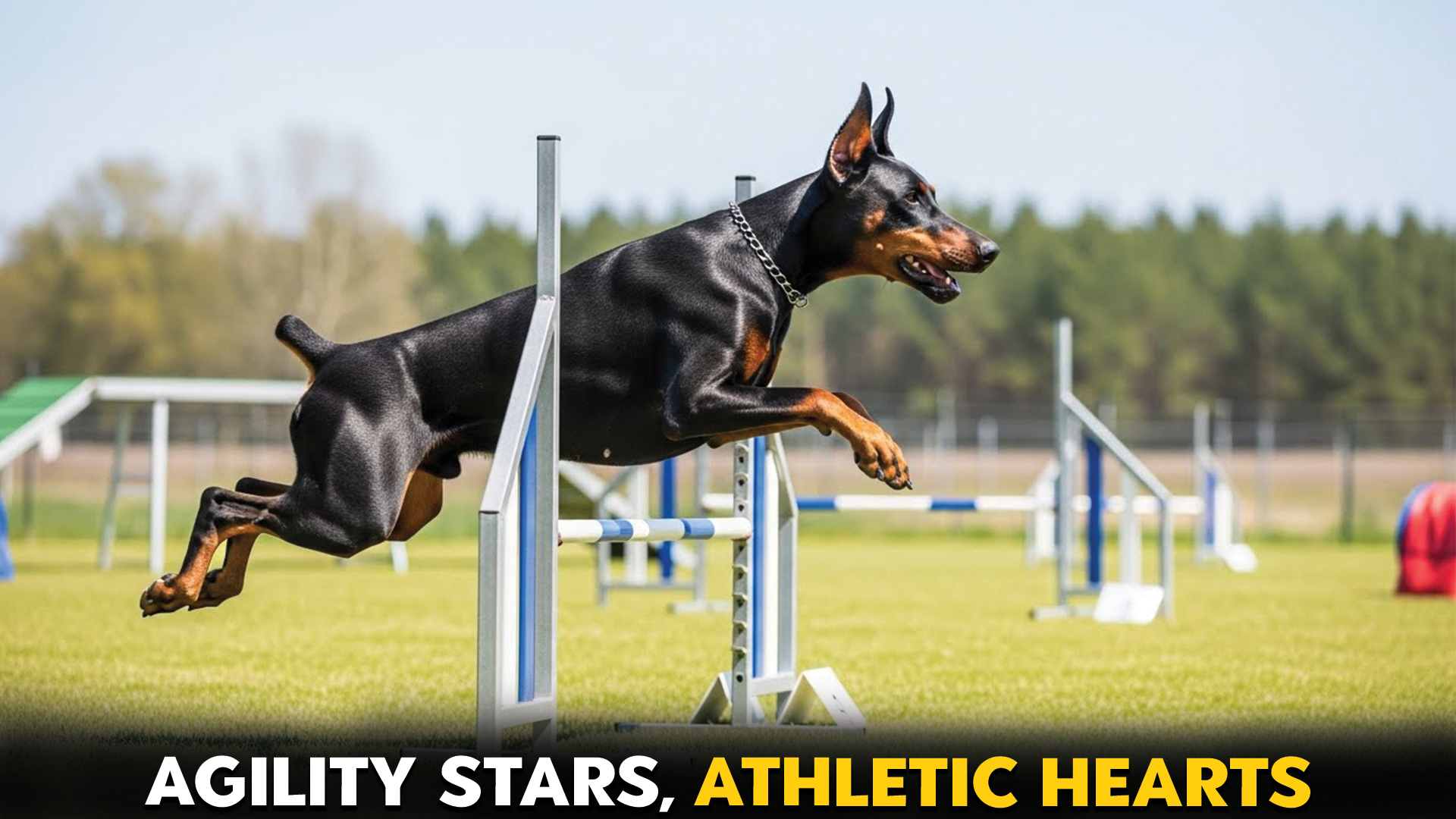 Top 8 Dog Breeds: Agility Skills & Athleticism