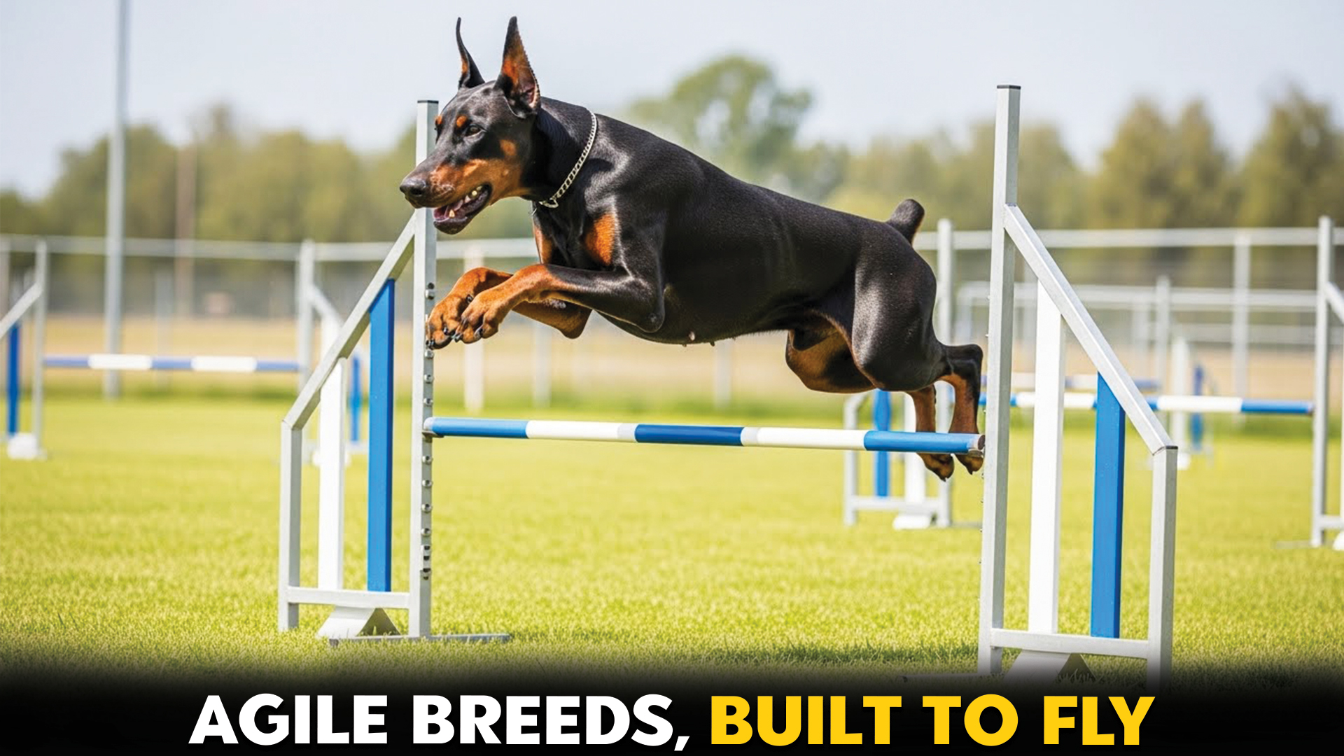 Top-9-Agile-Dog-Breeds-A-Guide-For-Enthusiasts