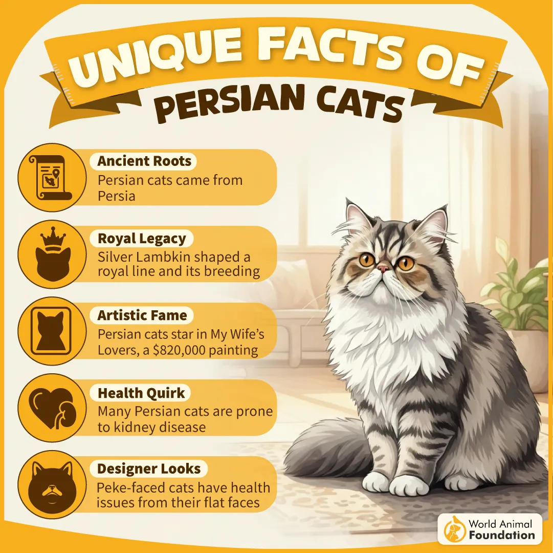 Unique Facts of Persian Cats-02