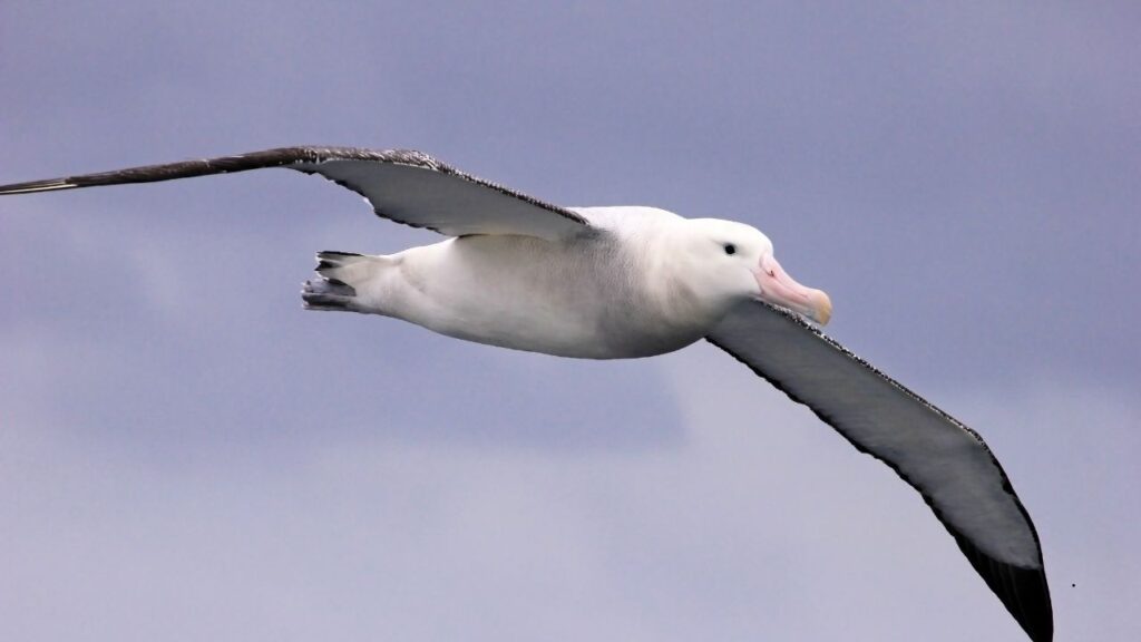 Wandering Albatross