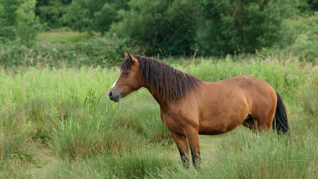 Welsh Cob
