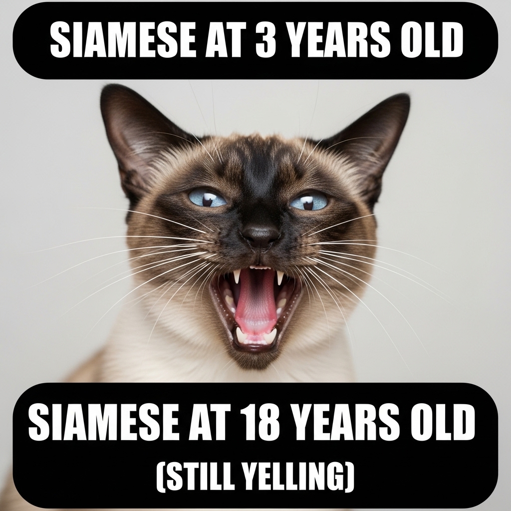 Siamese
