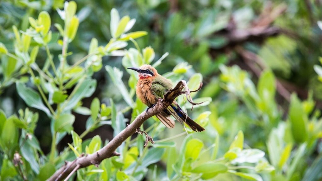 White-fronted Bee-eater