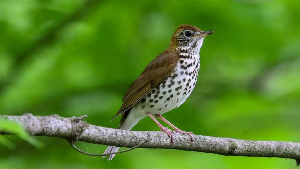 Wood Thrush