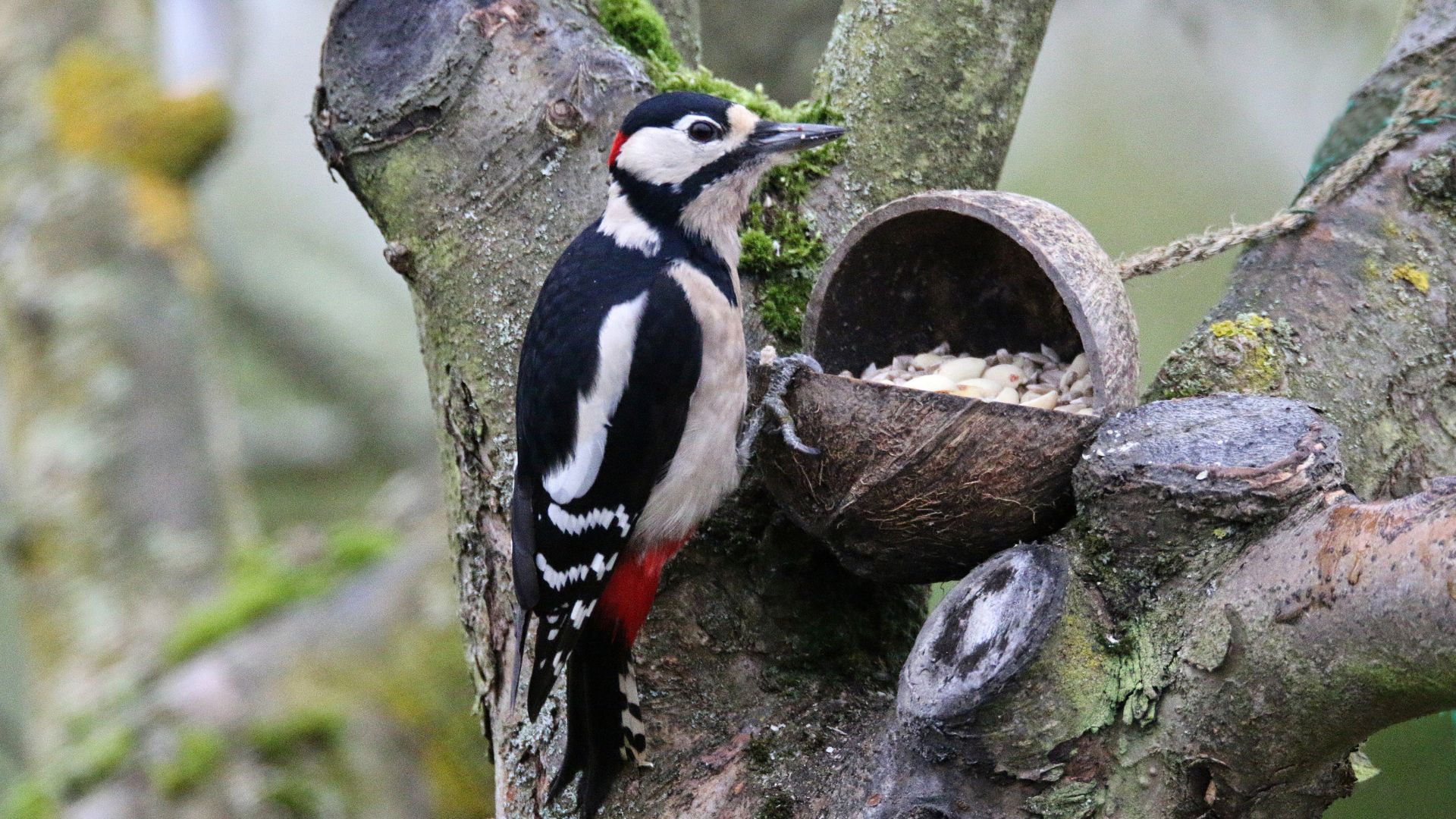 7 Birds That Have Fascinating Feeding Rituals