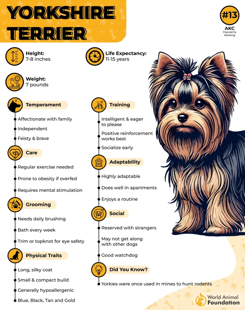 Yorkshire Terrier
