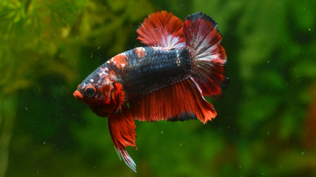 Siamese Fighting Fish
