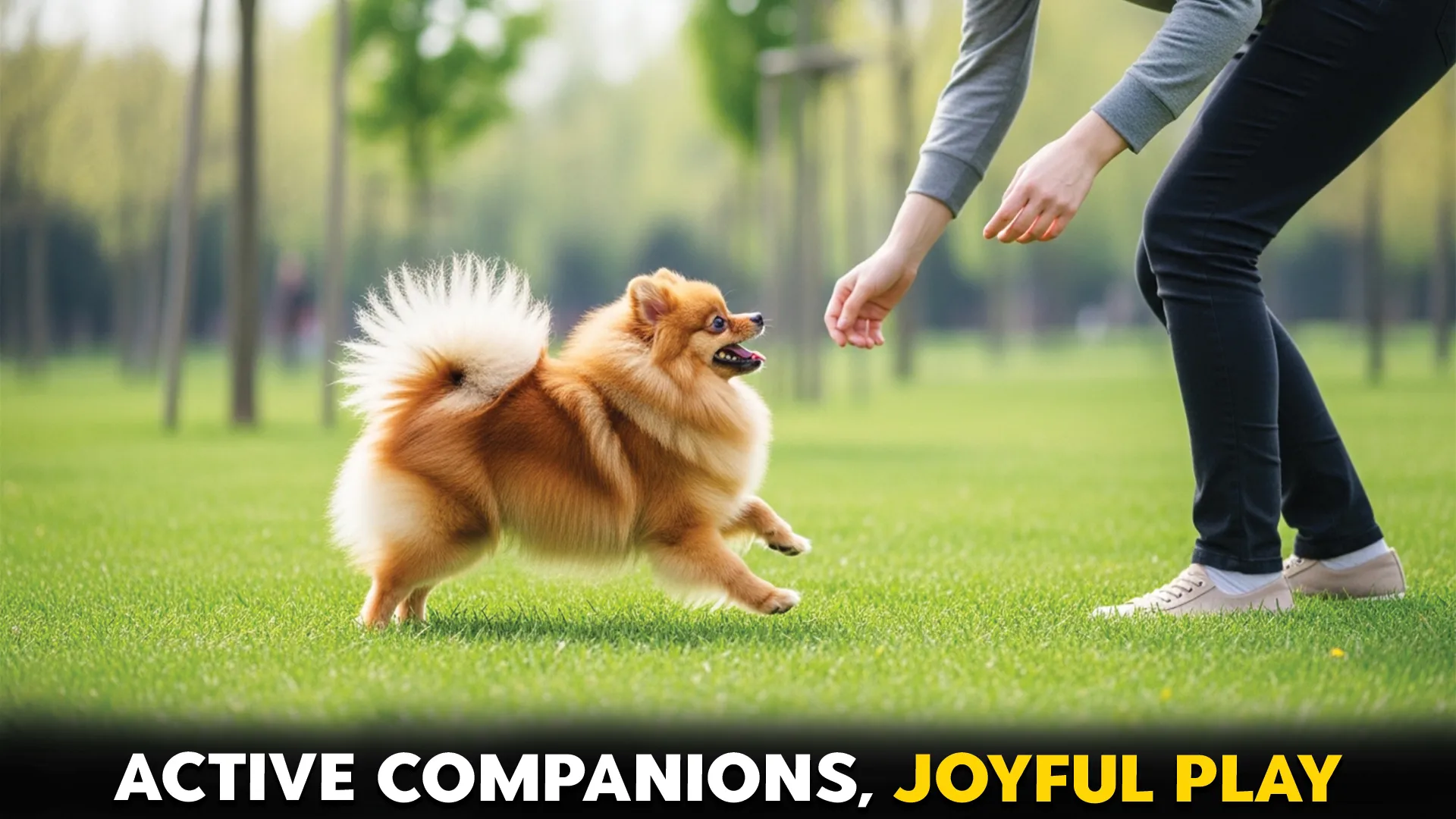 10-Endearing-Tiny-Dog-Breeds-for-Active-Owners-and-Joyful-Play