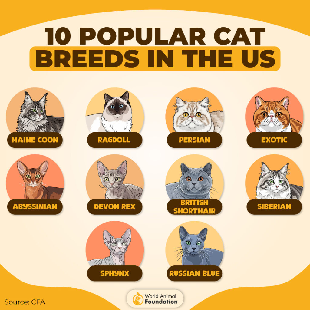 most popular cat breeds worldwide
