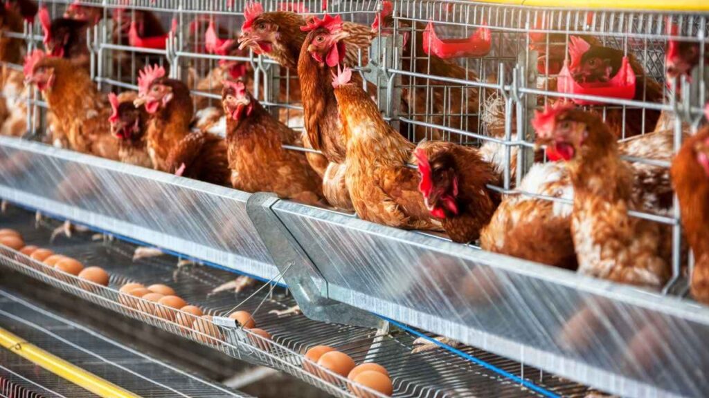 Million Hens Are Used Annually to Lay Eggs 