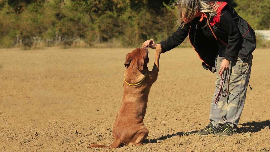5% of Dog Owners Have Trained Their Dogs by Themselves