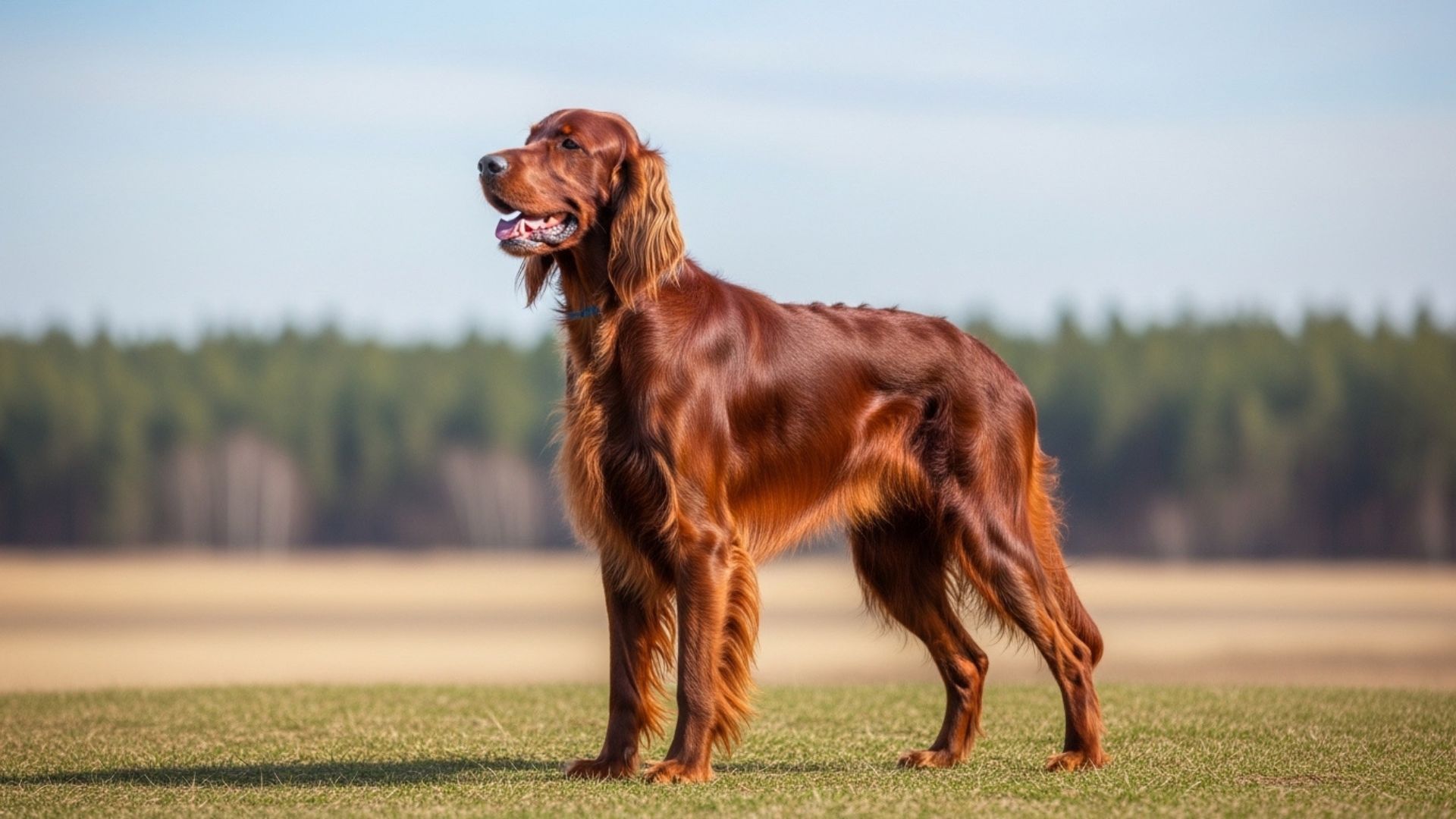 7 Best Dog Breeds with Exceptionally Fine and Silky Coats (1)
