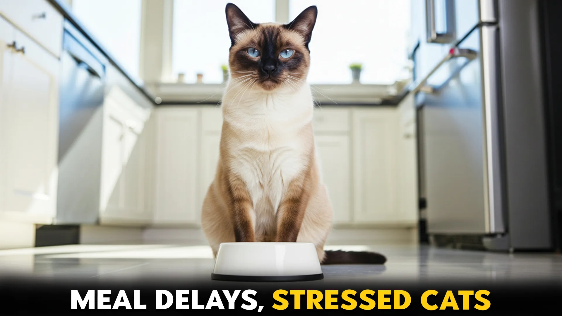 7 Cat Breeds That Get Stressed by Late Meals