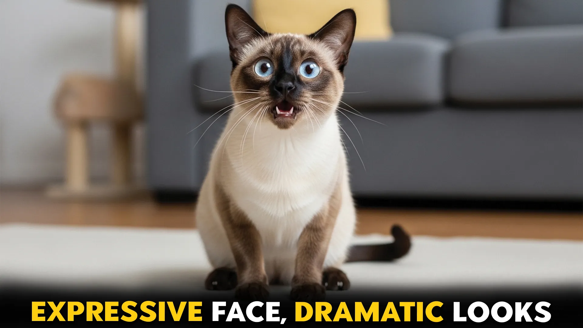7-Cat-Breeds-That-Make-Expressive-Facial-Expressions