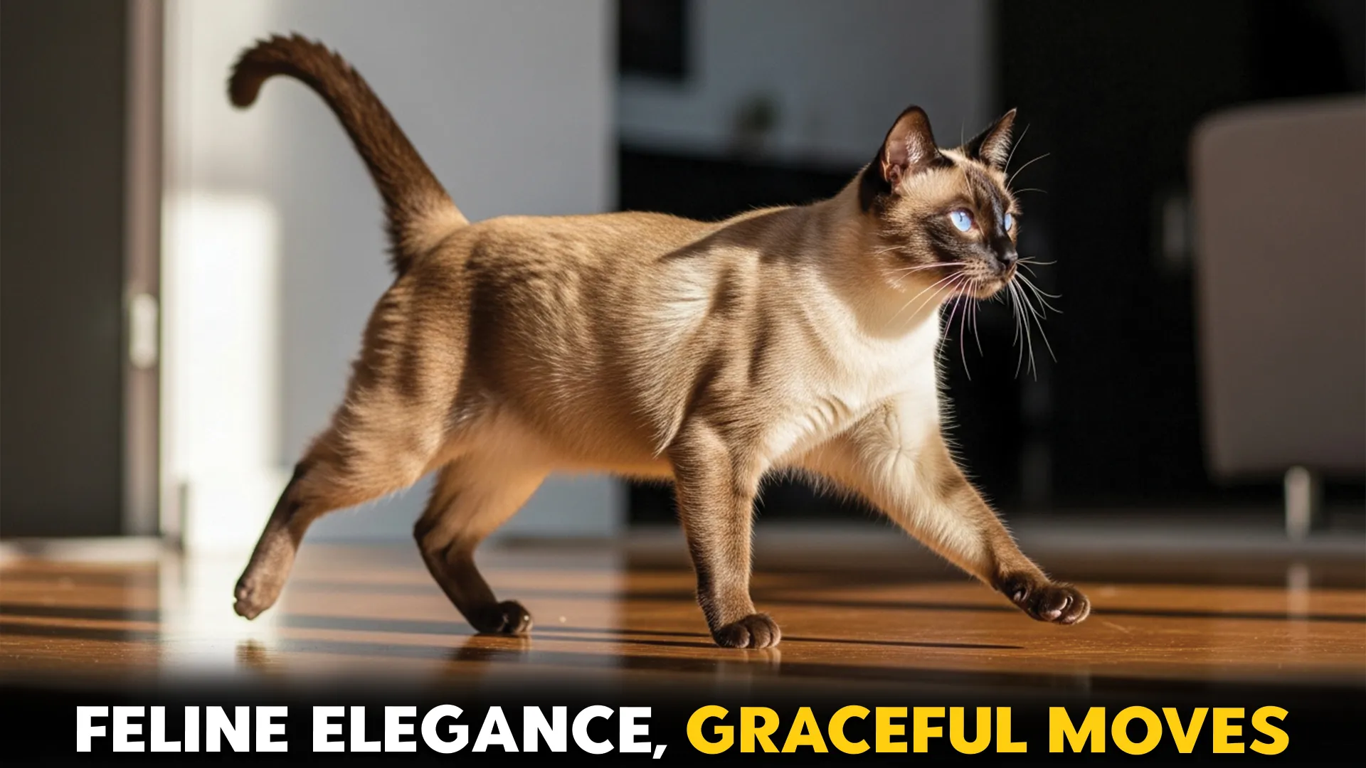 7-Cat-Breeds-That-Move-Gracefully