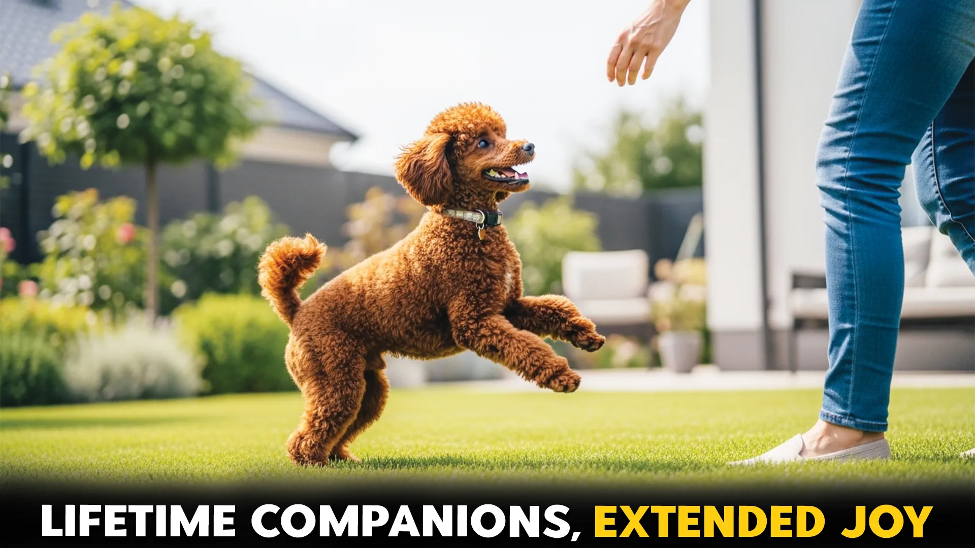 7-Dog-Breeds-With-Extended-Lifespans-A-Detailed-Look