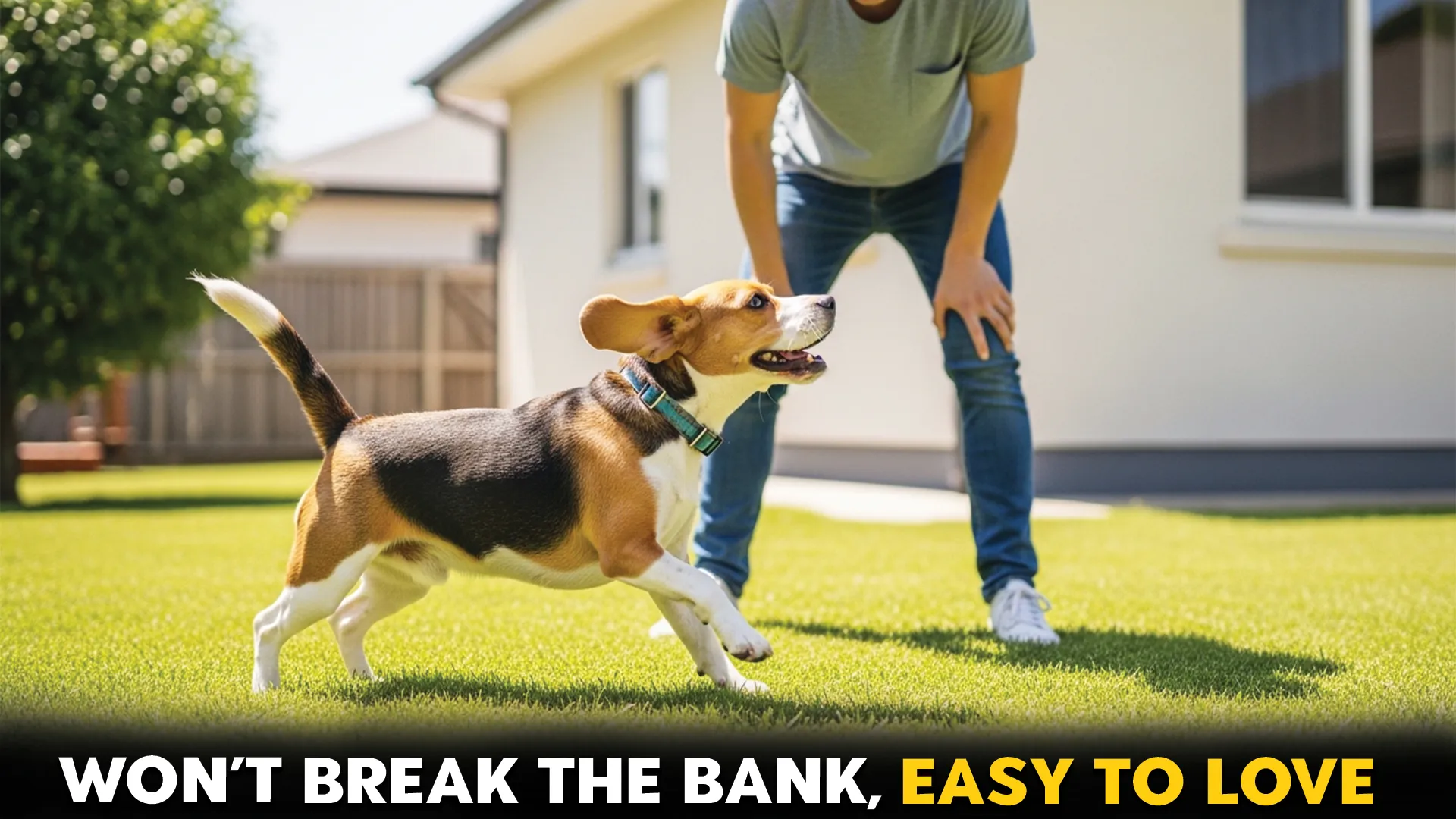 7-Easy-to-Care-For-Dog-Breeds-That-Won’t-Break-the-Bank