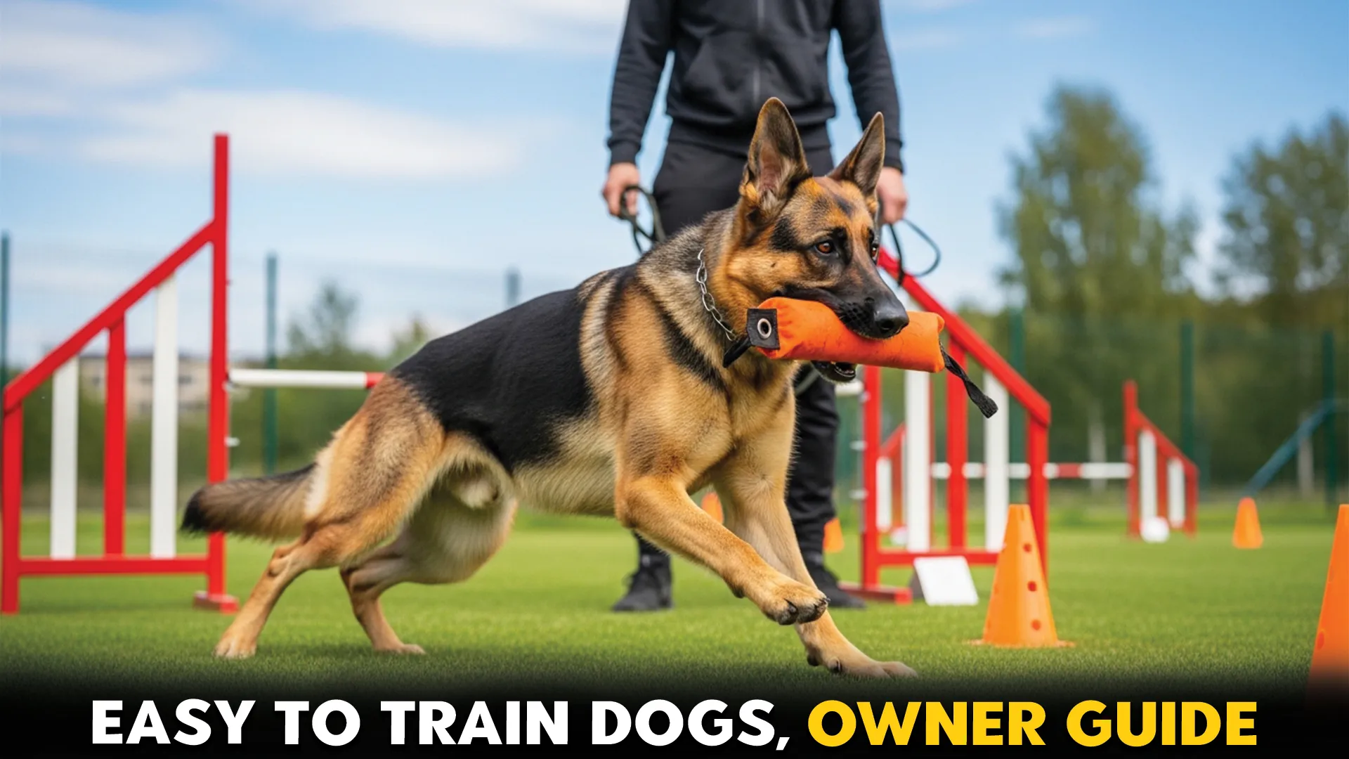 7 Easy-to-Train Dog Breeds: A Comprehensive Guide