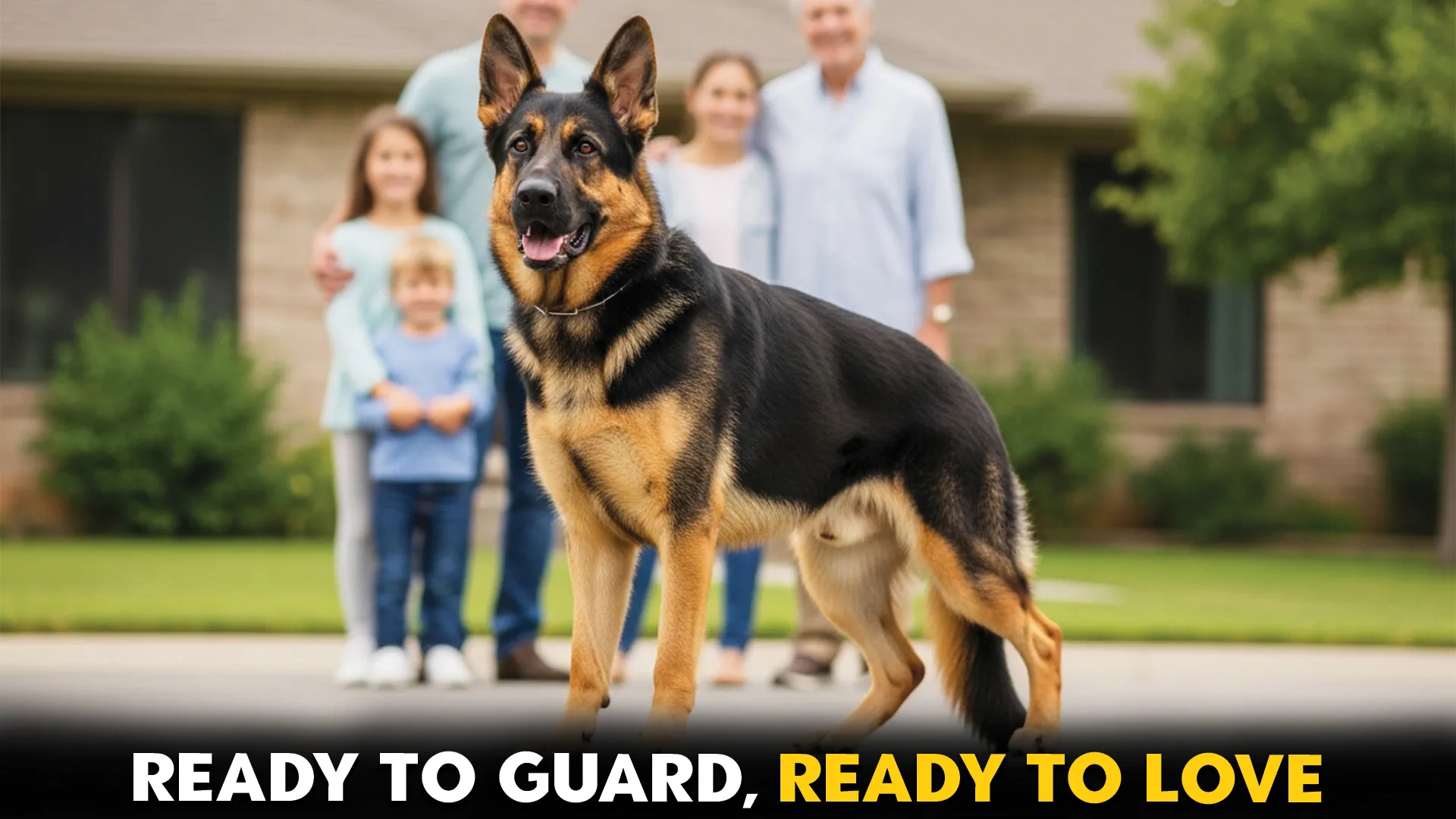 7-Guard-Dog-Breeds-Ready-to-Protect-Your-Family