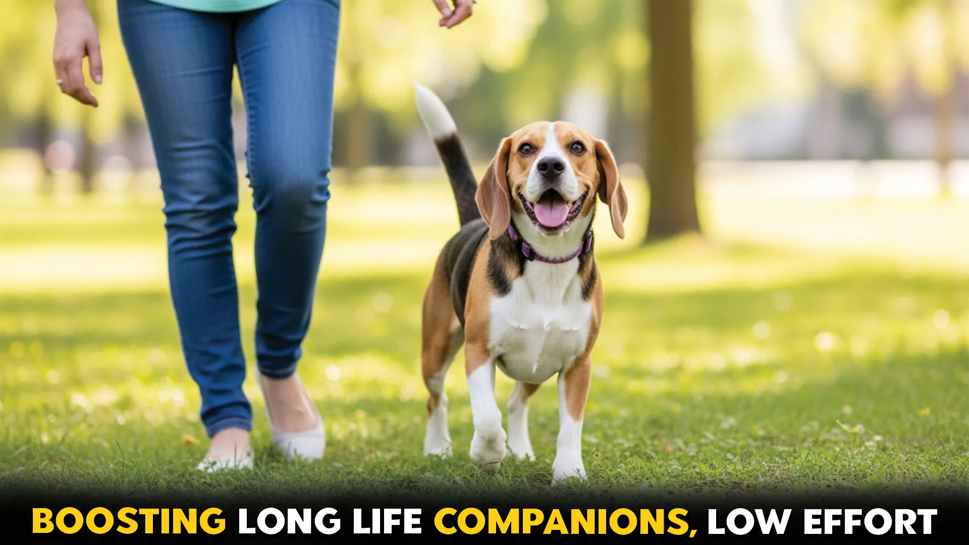 7-Health‑Boosting-Dog-Breeds-with-Extended-Lifespans-and-Low-Maintenance