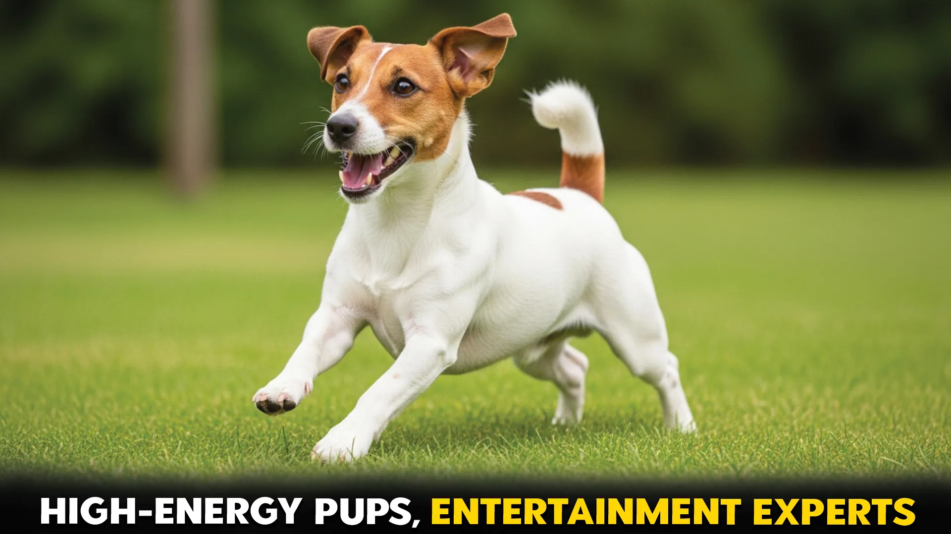 7-High-Energy-Small-Dog-Breeds-That-Keep-You-Entertained