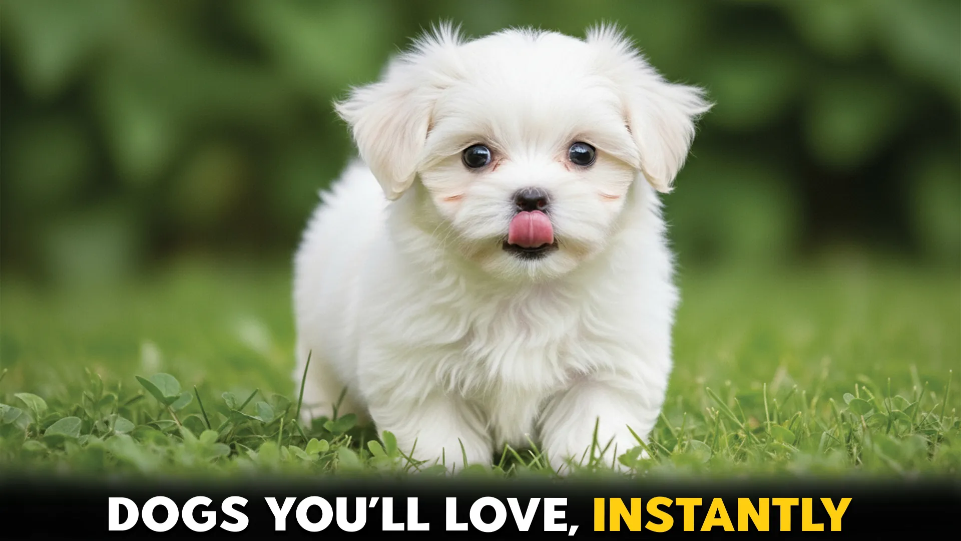 7-Irresistibly-Lovable-Dog-Breeds-You’ll-Adore-Instantly