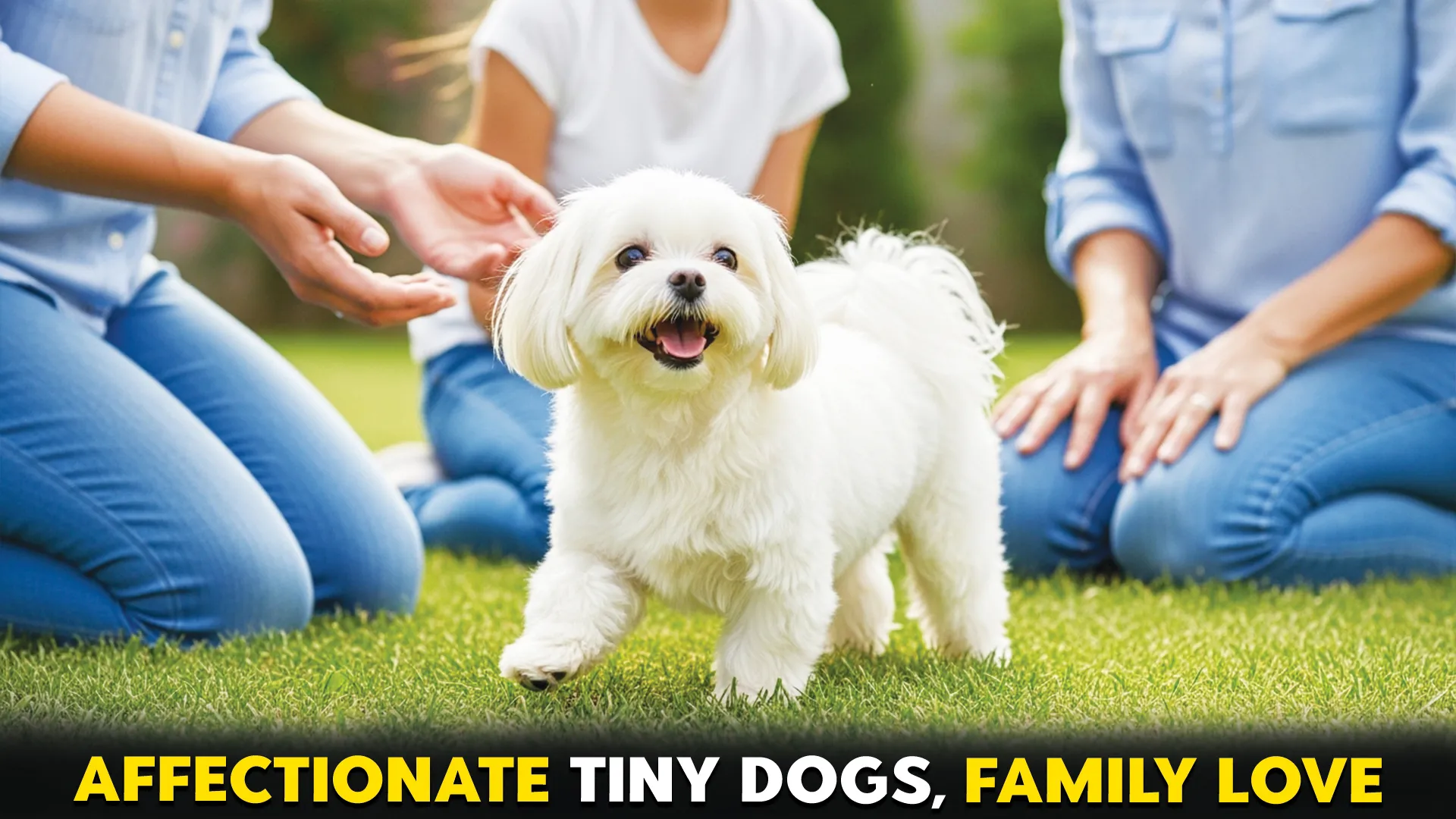 9-Affectionate-Teacup-Dog-Breeds-Ideal-Family-Pets