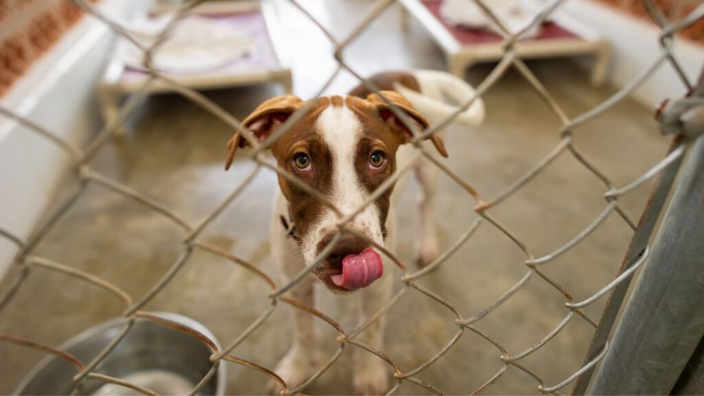 how many dogs & cats entering shelters 