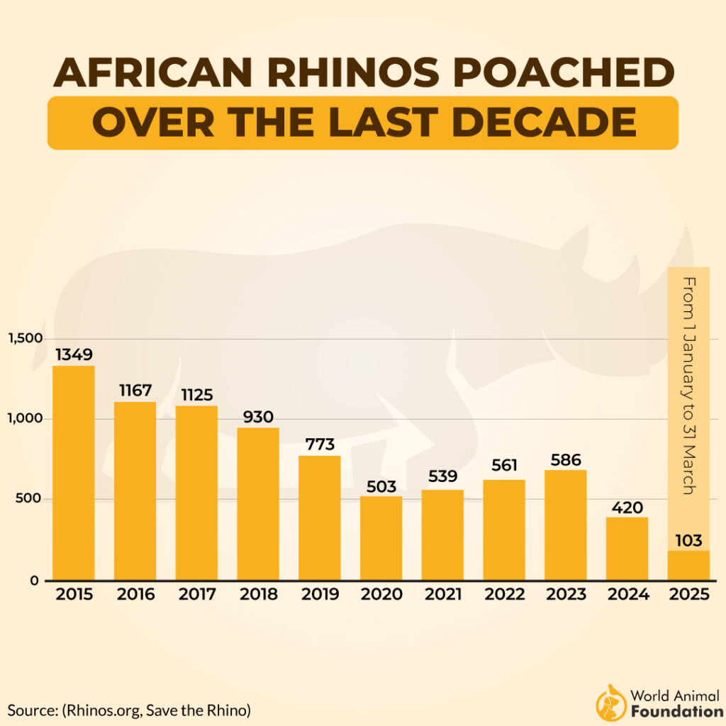 AFRICAN RHINOS POACHED
OVER THE LAST DECADE
