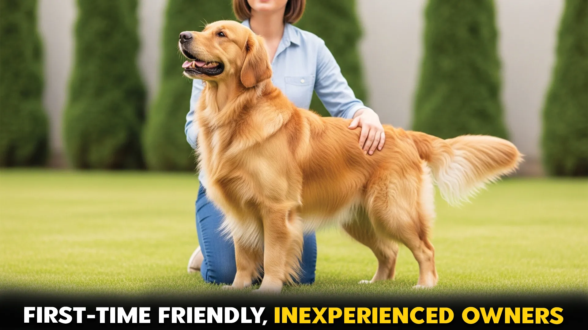 Amazing-Dog-Breeds-Suitable-for-Inexperienced-Owners