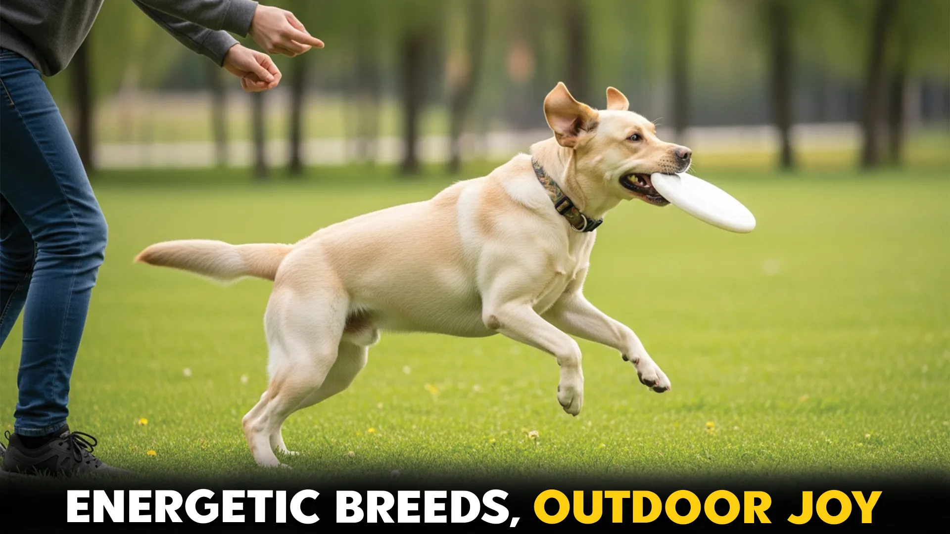 Amazing-Dog-Breeds-Who-Thrive-on-Outdoor-Fun