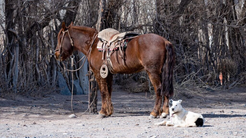 Argentine Polo Pony