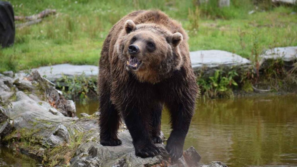 Attacks Occur Because Bears Feel Threatened 