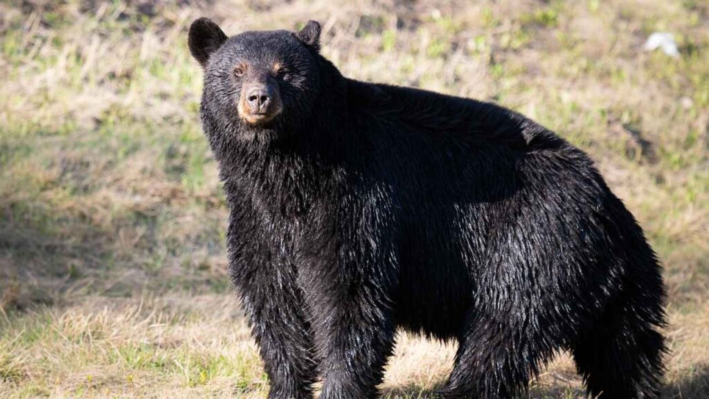 Bear Attack Hotspots