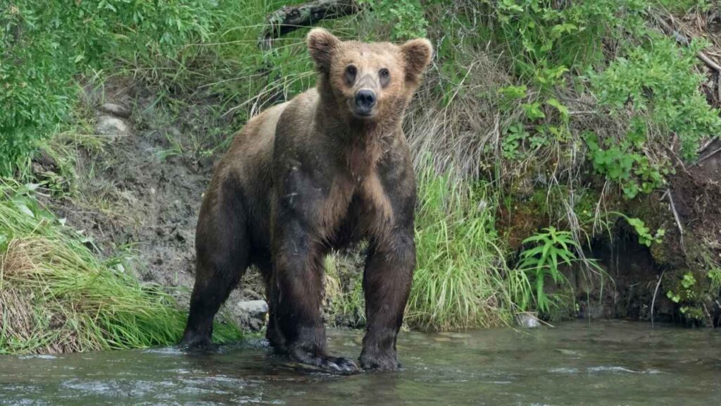 Bear Attack Numbers in the US