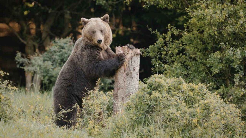 Glacier National Park Bear Attack Statistics