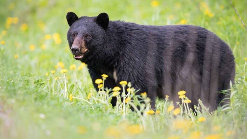 Bear Attack Statistics California